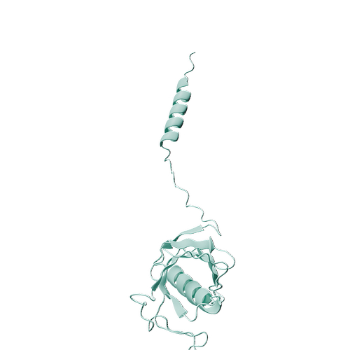 Human CST6 (C-6His, HEK293)